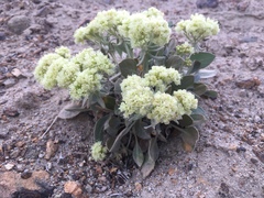 Eriogonum robustum