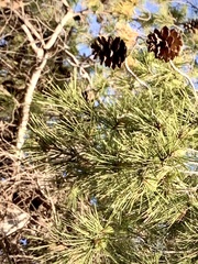 Pinus