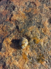 Tectonatica tecta