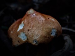 Austroboletus rostrupii