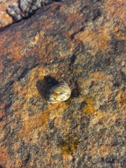 Tectonatica tecta