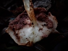 Austroboletus rostrupii