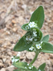 Plagiobothrys glomeratus