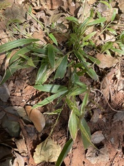 Setaria lindenbergiana