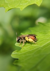 Andrena labiata