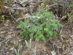 Pelargonium alternans alternans