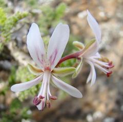 Pelargonium alternans alternans