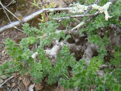 Pelargonium alternans alternans