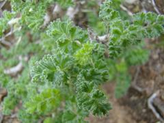 Pelargonium alternans alternans