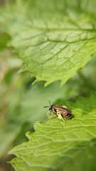 Andrena labiata