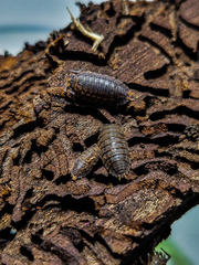 Trachelipus kervillei