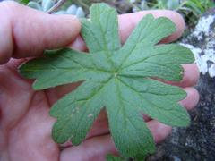 Pelargonium articulatum