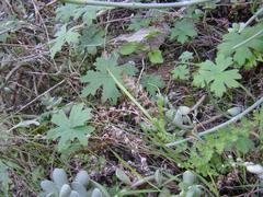 Pelargonium articulatum