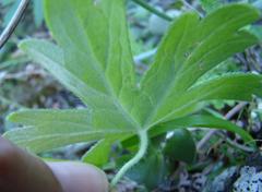 Pelargonium articulatum