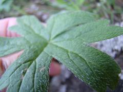 Pelargonium articulatum
