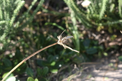 Cyperus brevis