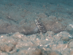 Cryptocentrus sericus