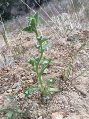 Plagiobothrys glomeratus