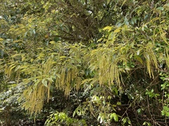 Quercus salicina