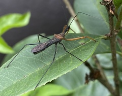 Endochus cingalensis