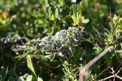 Indigofera tomentosa