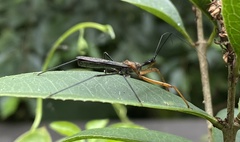 Endochus cingalensis