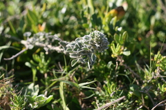 Indigofera tomentosa