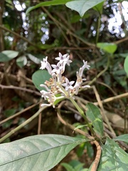 Chassalia curviflora