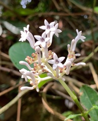 Chassalia curviflora