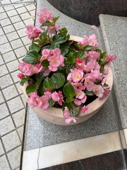 Begonia coccinea