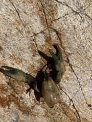 Austropotamobius torrentium