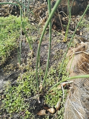 Schoenoplectus scirpoides