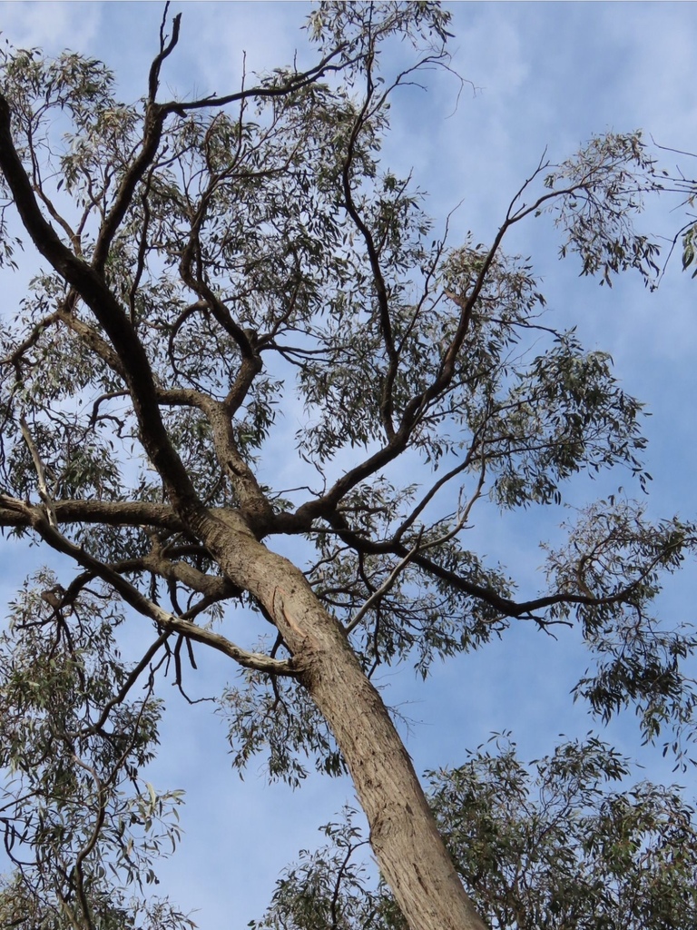 Red Stringybark from F.J.C. Rogers Reserve, Heathmont, VIC, AU on April ...