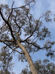 Eucalyptus macrorhyncha