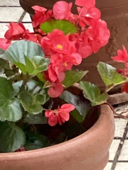 Begonia coccinea