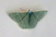 Thalassodes dorsilinea