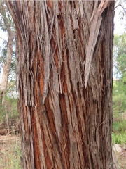 Eucalyptus macrorhyncha