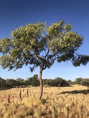 Corymbia opaca