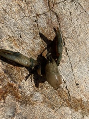 Austropotamobius torrentium