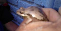 Hyla euphorbiacea