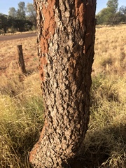 Corymbia opaca