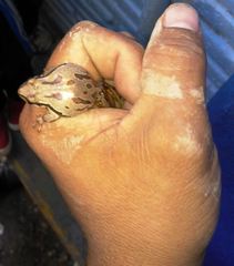 Hyla euphorbiacea