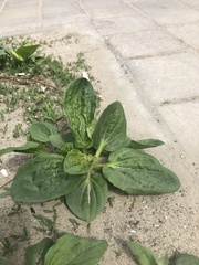 Plantago major