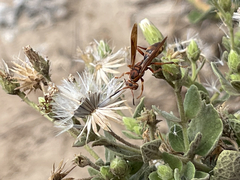 Polistes dorsalis clarionensis