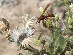 Polistes dorsalis clarionensis