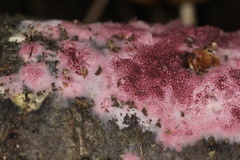 Byssomerulius psittacinus