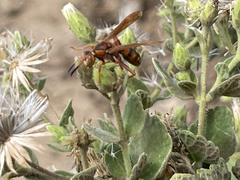 Polistes dorsalis clarionensis