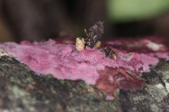 Byssomerulius psittacinus