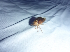 Rhizotrogus aestivus