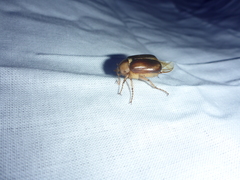 Rhizotrogus aestivus